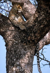 Afrique du Sud Afrique du Sud