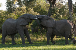 Afrique du Sud