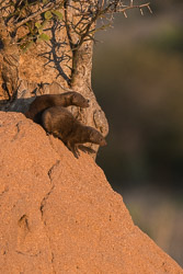 Afrique du Sud