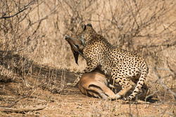 Afrique du Sud Afrique du Sud