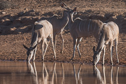 Afrique du Sud Afrique du Sud