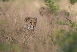 Afrique du Sud
