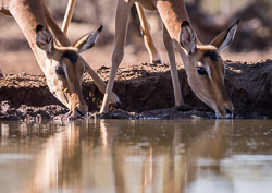 Botswana