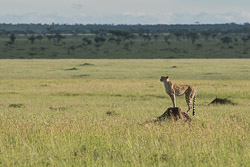 Tanzanie Tanzanie